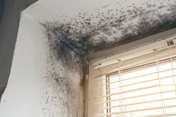 Affordable Mold Remediation solutions in Martin's Additions, MD